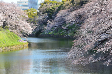 千鳥ヶ淵の春景色