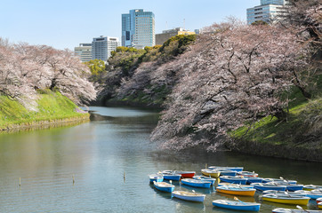 千鳥ヶ淵の春景色