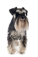 miniature schnauzer in studio