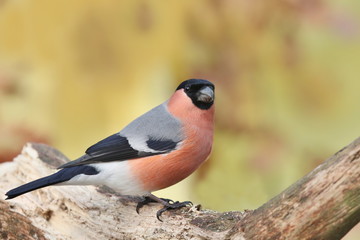 Eurasian bullfinch sits on the tree trunk. Male bullfinch in the nature habitat. Pyrrhula pyrrhula