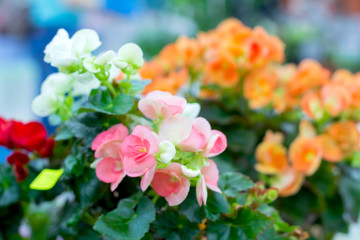 Beautiful blooming begonias of different colors, selective focus