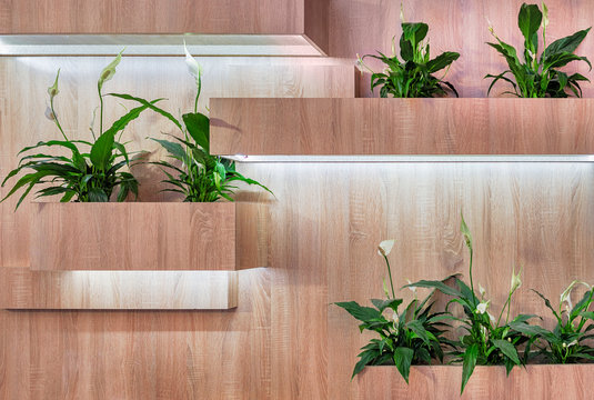 Wooden shelves in the form of boxes with built-in LED lighting for indoor plants and the blooming flowers of Spathiphyllum in it
