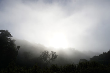 Trees and  fog in the morning in silhouetted style,concept of scary crime scene of horror or...