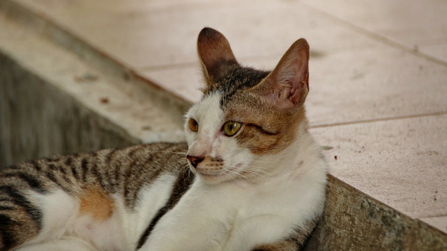  stray cat in selective focus, blurry photo
