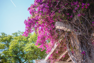 tree, nature, green, sky, spring, flower, blue, garden, landscape, plant, pink, forest, trees, windmill, summer, flowers, blossom, park, beautiful, bloom, autumn, building, city, white, outdoors