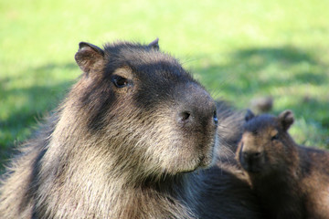 A Capybara in the Esteros de Ibera, Argentina