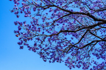 a jacaranda tree and the sky ジャカランダの木と空
