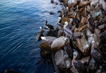 Obraz premium Many pelicans on the edge of the water 波打ち際のたくさんのペリカン