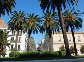 Fototapeta na wymiar Taranto - Palme in Piazza Maria Immacolata