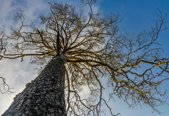 Spreading crown of an old tree. Pine. View from the bottom.