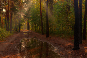 Obraz premium Walk in the woods. Nice, sunny weather. The rain ended, leaving large puddles in which the trees reflected.