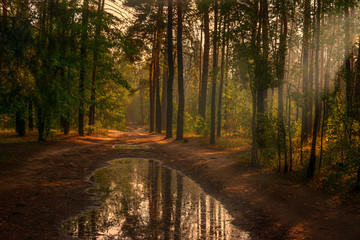 Walk in the woods. Nice, sunny weather. The rain ended, leaving large puddles in which the trees reflected.