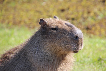 A Capybara in the Esteros de Ibera, Argentina