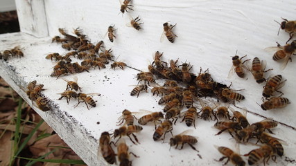 Beekeeping, The bees at front hive entrance, honeycomb in a wooden frame.