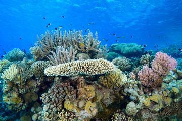 Coral Reef at the Red Sea Egypt