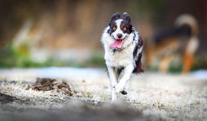 Border collie happy dog jump in high speed on grass. Dogs wide banner or panorama, copy space.