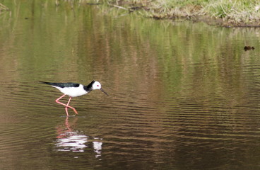 Close up image of a pied stilt (Himantopus leucocephalus) on a shallow pond in Kapiti region of ...