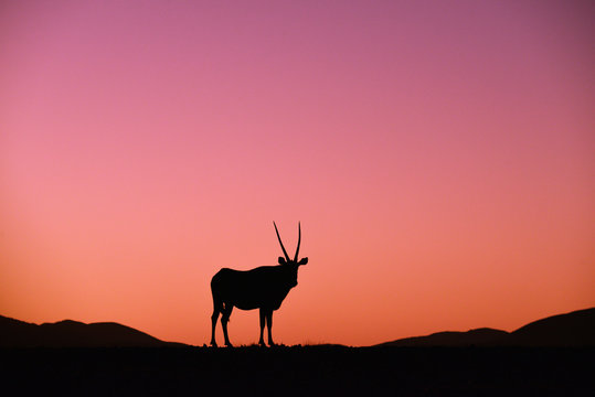 silhouette of deer on sunset background of mountains