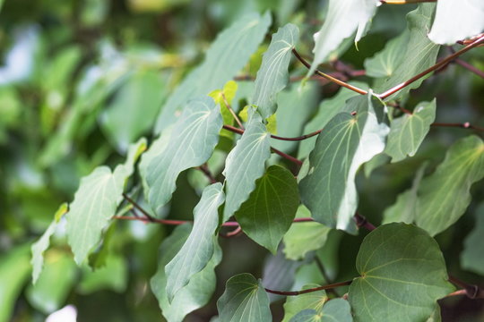 Background image of Kawakawa leaves (Piper excelsum)