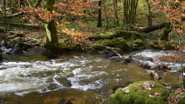 Small mountain river in autumn forest