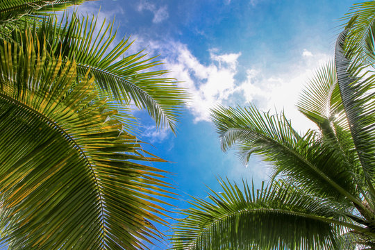 In summer, coconut tree on blue sky background.