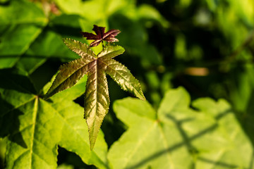 Green glossy leaf macro in jungle habitat, blurred bokeh background 