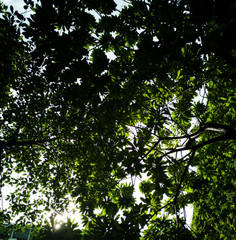 Shade trees The background is white sky