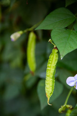 Winged Bean