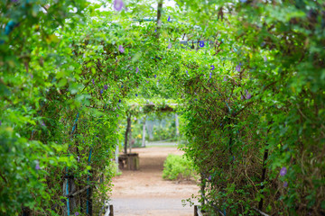 path in the garden