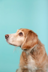 Mixed breed dog looking aside isolated on blue background. Studio portrait with copy space