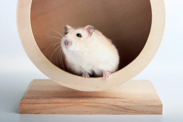 Funny hamster sits in a wooden wheel close-up, white background