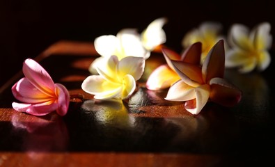 Flowers francipani plumeria on a table of dark color from the island of bali indonesia