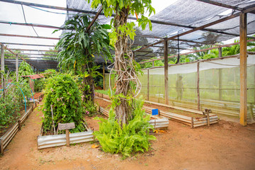 Farmers are checking the product.