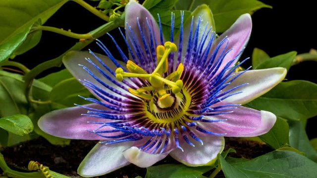 Beautiful Passiflora flower. A Closeup Time Lapse. 4K