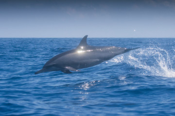 Spinner Dolphins jumping out of water