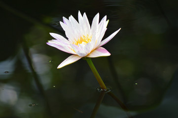 Lotus flower head in water
