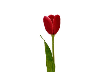 red tulip on white background