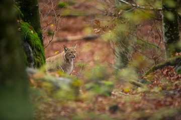 Lynx lynx. The wild nature of the Czech Republic. Free nature. Picture of an animal in nature. Beautiful picture. Animal in the woods. Deep forest. Mysterious Forest. Wild. From animal life.
