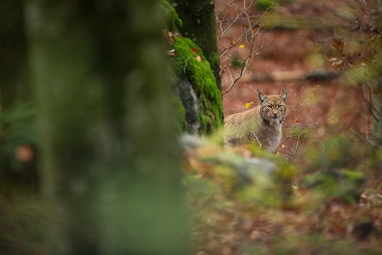 Lynx lynx. The wild nature of the Czech Republic. Free nature. Picture of an animal in nature. Beautiful picture. Animal in the woods. Deep forest. Mysterious Forest. Wild. From animal life.