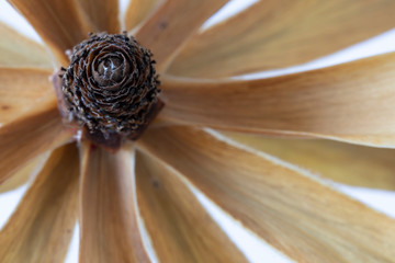 Macro image of a dried flower head