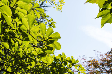 Yellow leaves with the blue sky background.