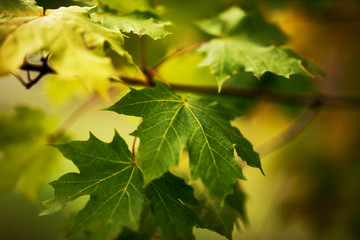 Colorful maple leaves in the forest. Season background. Orange, green, red maple leaves in nature.