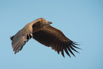 Himalayan griffon vulture flying on blue sky