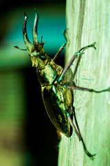 Fototapeta premium bug on leaf