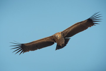 Himalayan griffon vulture flying on blue sky