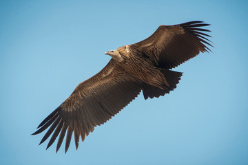 Himalayan griffon vulture flying on blue sky