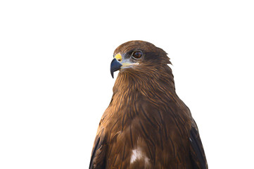 Closeup Black kite or Pariah kite isolated on white background