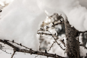 Snow on thin branch trees covered in snow, winter closeup macro