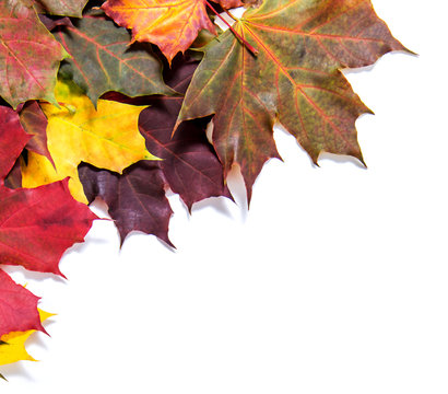 Orange, red, green maple leaves on white background. The background for the text.