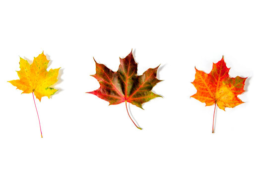 Three autumn leaves on an isolated background.